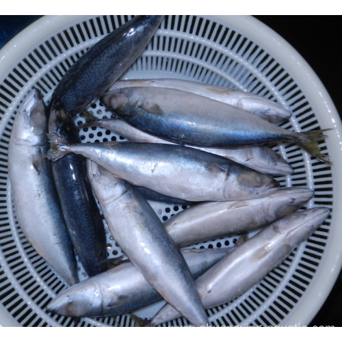 New Season Scomber Japonicus 100 200g Pacific Mackerel